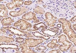 MRPL20 Antibody, Novus Biologicals 200 &mu;g, Unconjugated:Antibodies,