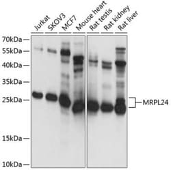 MRPL24 Antibody - Azide and BSA Free, Novus Biologicals 0.02 mL, Unconjugated:Antibodies,