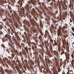 MRPL33 Antibody, Novus Biologicals 25 &mu;L, Unconjugated:Antibodies, Polyclonal