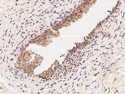 MRPL37 Antibody, Novus Biologicals:Antibodies:Primary Antibodies