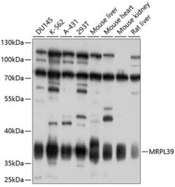MRPL39 Antibody - BSA Free, Novus Biologicals 0.02 mL; Unconjugated:Antibodies,