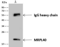 MRPL40 Antibody, Novus Biologicals 100 &mu;g; Unconjugated:Antibodies,