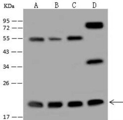 MRPL40 Antibody, Novus Biologicals 100 &mu;g; Unconjugated:Antibodies,