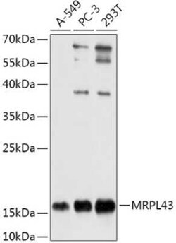 MRPL43 Antibody - Azide and BSA Free, Novus Biologicals 0.02 mL; Unconjugated:Antibodies,