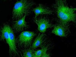 MRPL44 Antibody, Novus Biologicals:Antibodies:Primary Antibodies