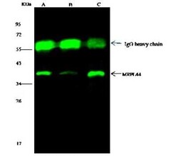 MRPL44 Antibody, Novus Biologicals:Antibodies:Primary Antibodies