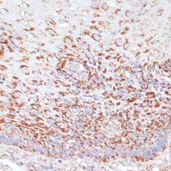 MRPL46 Antibody - Azide and BSA Free, Novus Biologicals 0.02 mL | Buy Online | Novus Biologicals | Fisher Scientific