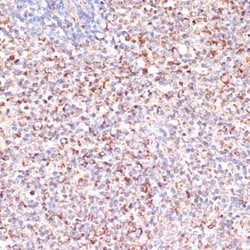 MRPL46 Antibody - Azide and BSA Free, Novus Biologicals 0.02 mL | Buy Online | Novus Biologicals | Fisher Scientific