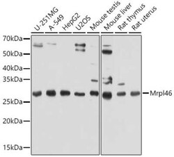 MRPL46 Antibody - Azide and BSA Free, Novus Biologicals 0.1 mL; Unconjugated:Antibodies,