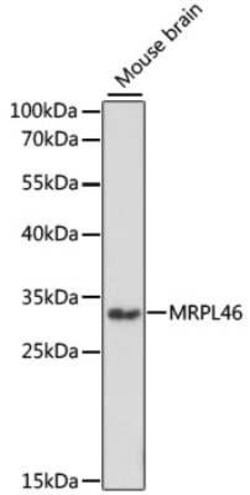 MRPL46 Antibody - Azide and BSA Free, Novus Biologicals 0.02 mL | Buy Online | Novus Biologicals | Fisher Scientific