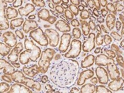 MRPL52 Antibody, Novus Biologicals 100 &mu;g; Unconjugated:Antibodies,