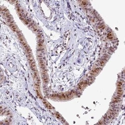 MRPL54 Antibody, Novus Biologicals:Antibodies:Primary Antibodies