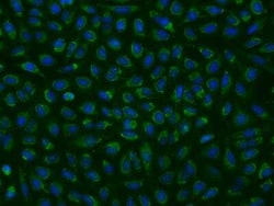 MRPL9 Antibody, Novus Biologicals 50 &mu;g; Unconjugated:Antibodies, Polyclonal