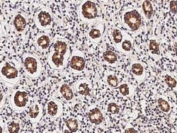 MRPL9 Antibody, Novus Biologicals 50 &mu;g; Unconjugated:Antibodies, Polyclonal