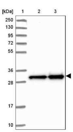 MRPS18B Antibody, Novus Biologicals 0.1 mL, Unconjugated:Antibodies, Polyclonal