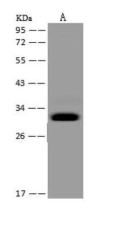 MRPS2 Antibody, Novus Biologicals 100 &mu;g; Unconjugated:Antibodies, Polyclonal