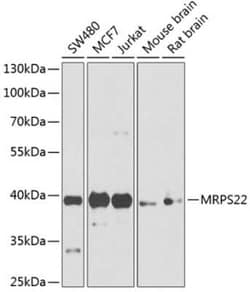 MRPS22 Antibody - BSA Free, Novus Biologicals 0.02 mL; Unconjugated:Antibodies,