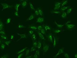 MRPS25 Antibody, Novus Biologicals 50 &mu;g, Unconjugated:Antibodies, Polyclonal