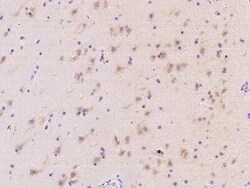 MRPS25 Antibody, Novus Biologicals 50 &mu;g, Unconjugated:Antibodies, Polyclonal