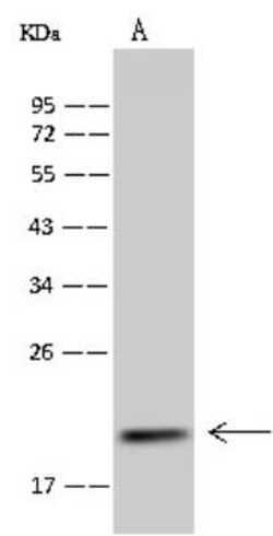 MRPS25 Antibody, Novus Biologicals 50 &mu;g, Unconjugated:Antibodies, Polyclonal