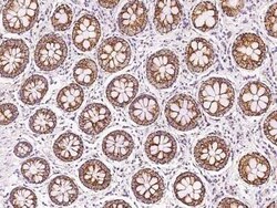 MRPS26 Antibody, Novus Biologicals 100 &mu;g, Unconjugated:Antibodies,