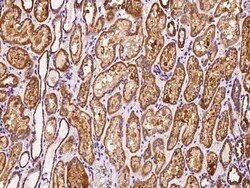MRPS26 Antibody, Novus Biologicals 100 &mu;g, Unconjugated:Antibodies,