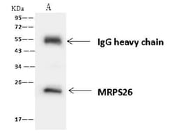 MRPS26 Antibody, Novus Biologicals 100 &mu;g, Unconjugated:Antibodies,