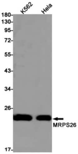 MRPS26 Antibody (S01-2D6), Novus Biologicals 100 &mu;g; Unconjugated:Antibodies,