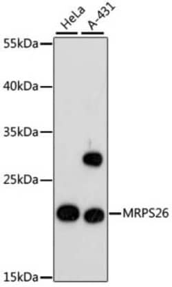 MRPS26 Antibody - Azide and BSA Free, Novus Biologicals:Antibodies:Primary