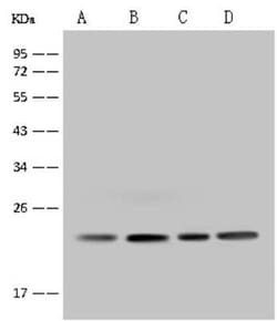 MRPS26 Antibody, Novus Biologicals 100 &mu;g, Unconjugated:Antibodies,