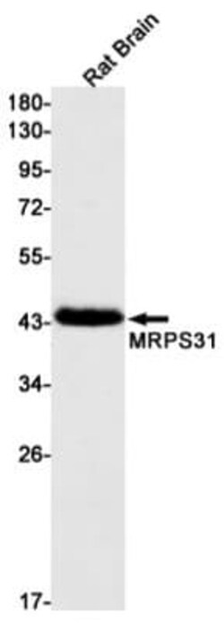 MRPS31 Antibody (S04-4C1), Novus Biologicals 50 &mu;g; Unconjugated:Antibodies,