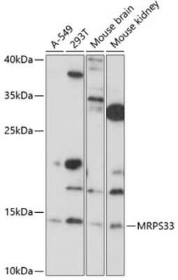 MRPS33 Antibody - Azide and BSA Free, Novus Biologicals 0.02 mL; Unconjugated:Antibodies,