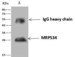 MRPS34 Antibody, Novus Biologicals 50 &mu;g | Buy Online | Novus Biologicals | Fisher Scientific