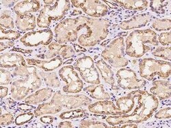 MRPS35 Antibody, Novus Biologicals 100 &mu;g, Unconjugated:Antibodies,