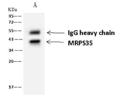 MRPS35 Antibody, Novus Biologicals 100 &mu;g, Unconjugated:Antibodies,