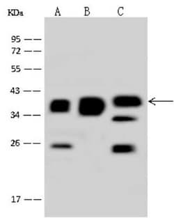 MRPS35 Antibody, Novus Biologicals 100 &mu;g, Unconjugated:Antibodies,