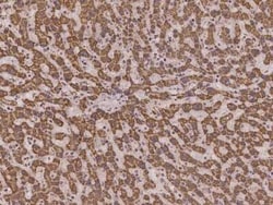 MRPS36 Antibody, Novus Biologicals:Antibodies:Primary Antibodies