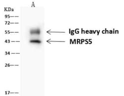 MRPS5 Antibody, Novus Biologicals:Antibodies:Primary Antibodies