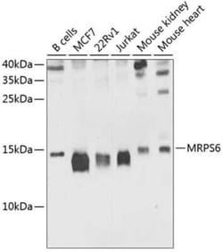 MRPS6 Antibody - BSA Free, Novus Biologicals 0.1 mL; Unconjugated:Antibodies,
