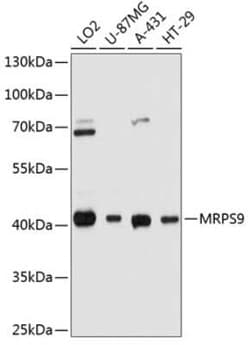 MRPS9 Antibody - Azide and BSA Free, Novus Biologicals:Antibodies:Primary