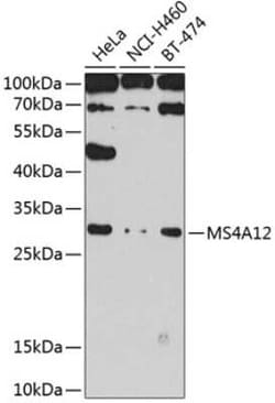 MS4A12 Antibody - BSA Free, Novus Biologicals:Antibodies:Primary Antibodies