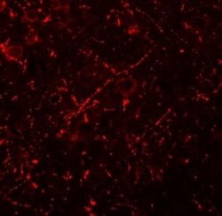MS4A6A Antibody - BSA Free, Novus Biologicals 0.1 mg; Unconjugated:Antibodies,