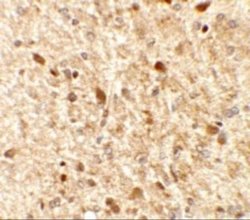 MS4A6A Antibody - BSA Free, Novus Biologicals 0.1 mg; Unconjugated:Antibodies,