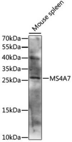 MS4A7 Antibody - Azide and BSA Free, Novus Biologicals 0.1 mL, Unconjugated:Antibodies,