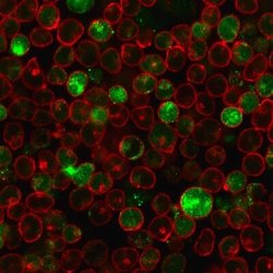 MSH2 Antibody (MSH2/2622) - Azide and BSA Free, Novus Biologicals 100 &mu;g;