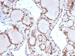 MSH2 Antibody (MSH2/2622) - Azide and BSA Free, Novus Biologicals 100 &mu;g;