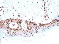 MSH2 Antibody (MSH2/2622) - Azide and BSA Free, Novus Biologicals 100 &mu;g;