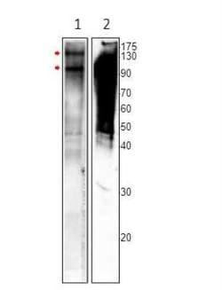 MSH4 Antibody, Novus Biologicals 100 &mu;g | Buy Online | Novus Biologicals | Fisher Scientific