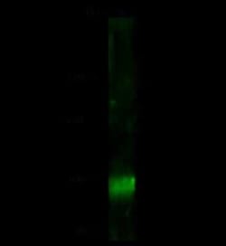 MSH5 Antibody, Novus Biologicals 50 &mu;g, Unconjugated:Antibodies, Polyclonal