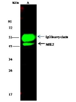 MSL2L1 Antibody, Novus Biologicals 100 &mu;g, Unconjugated:Antibodies,